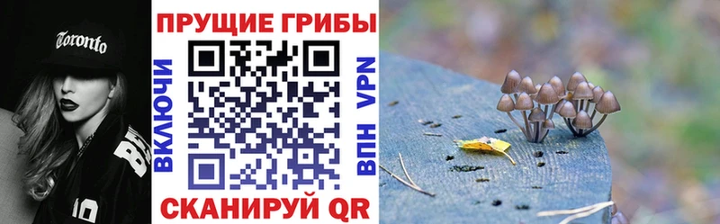 МЕГА tor  Геленджик  Галлюциногенные грибы Psilocybe 